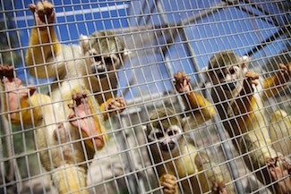 Monkeys at the entrance of the Baden Club, South Africa