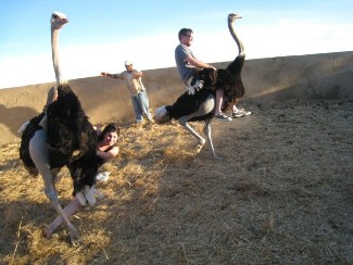 Riding ostriches in Oudsthoorn, South Africa