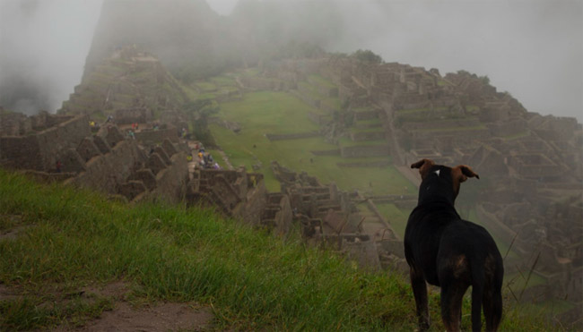 A dog peers over the cliff above Machu Picchu