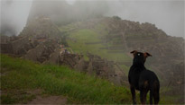 A dog peers over the cliff above Machu Picchu